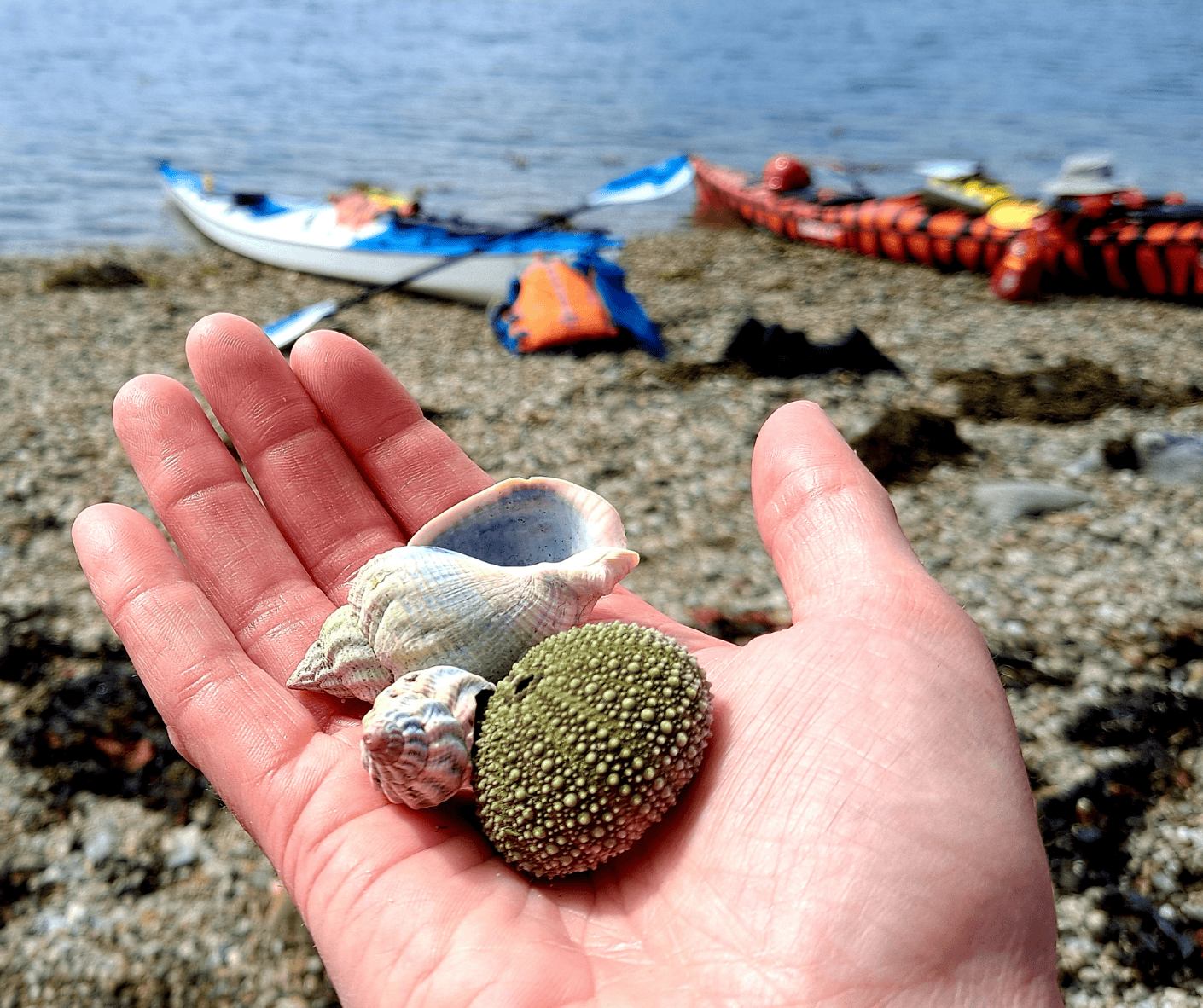 Kirstie Macmillan holding shells on a beach after sea kayaking