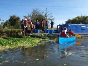 People clearing floating pennywort