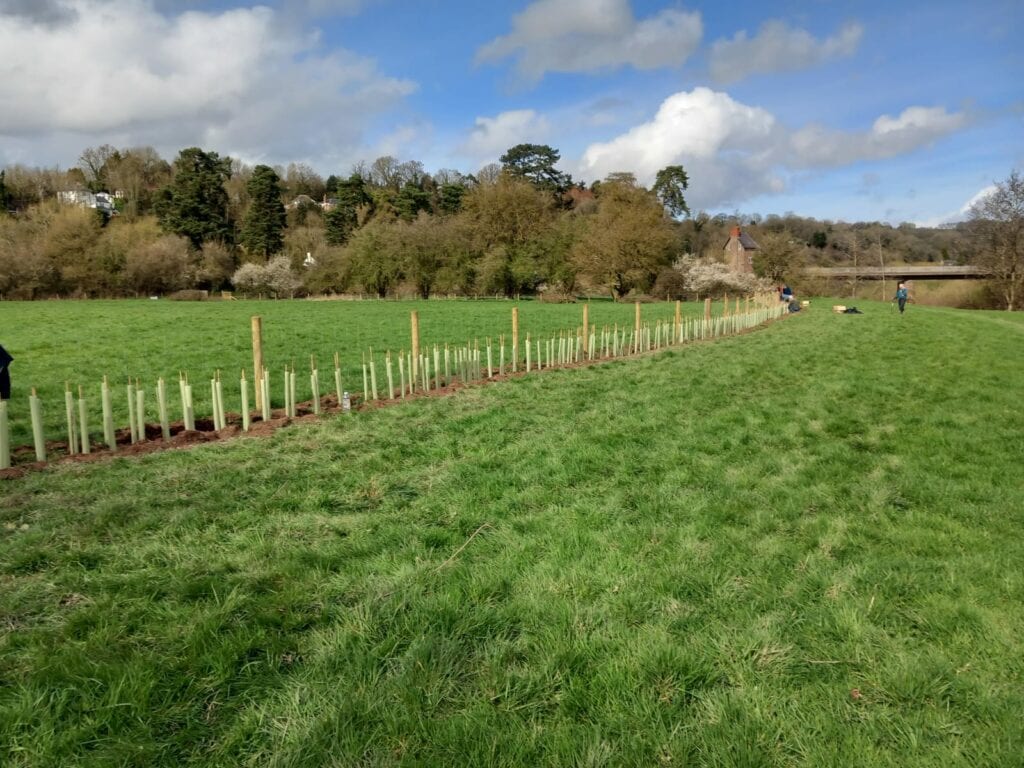 Hedging planted at Toll Paddock site 