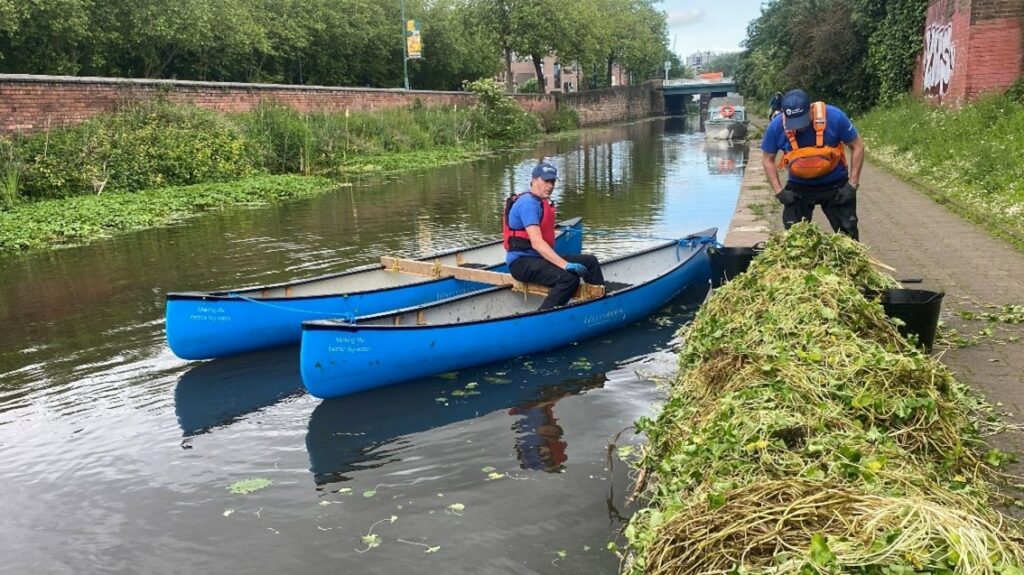 People in canoes collecting pennywort